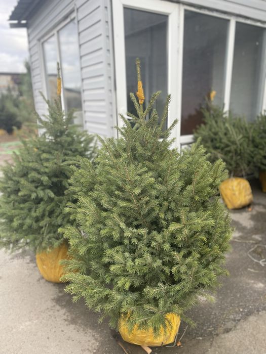 Елька новогодныи тянь-шанка шренка живая елька глаука зеленыи ель