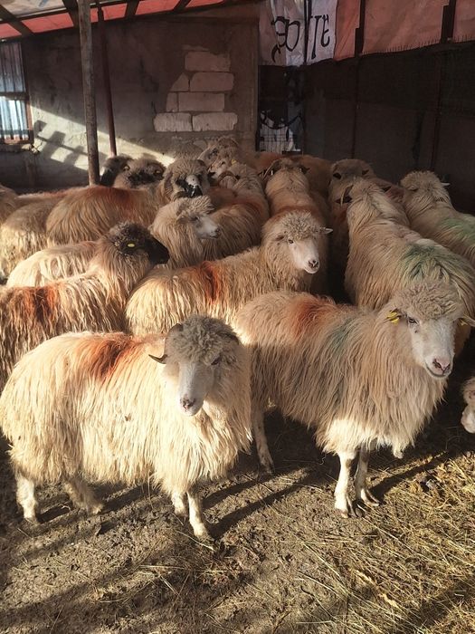 Vând 19 oi gestante