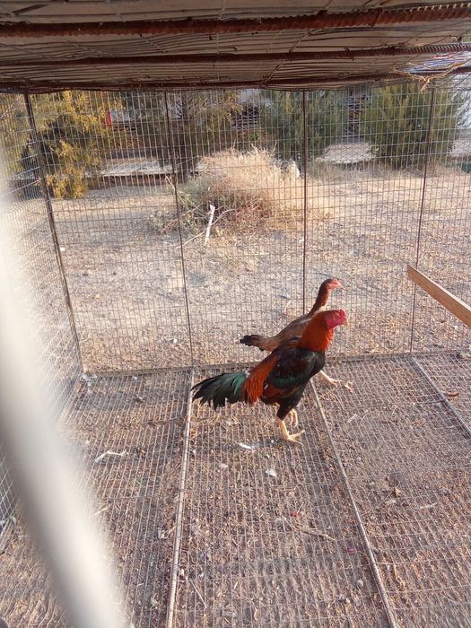 Дакан қораз сатылады тауығымен