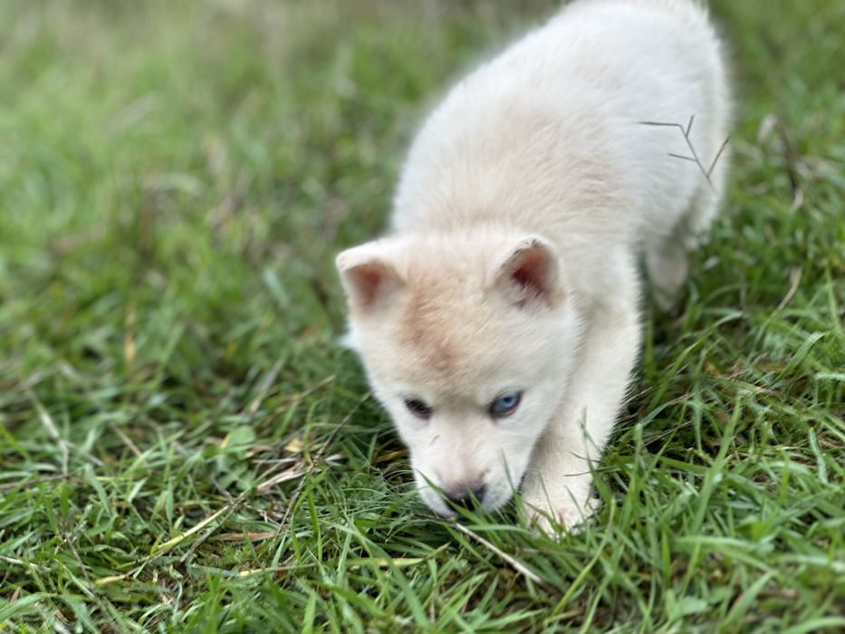 Mascul husky siberian!