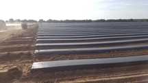 FOLIE MULCIRE NEAGRA 5.2 x250m=555lei; 6.2x250m=655 lei; 4.2x250m