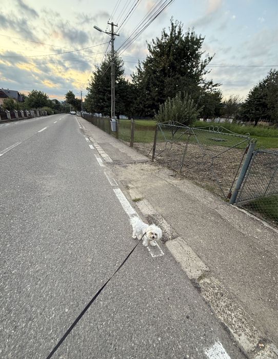 Bichon maltese!!