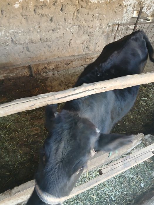 Ginojin zor yeb iciwi yaxwi