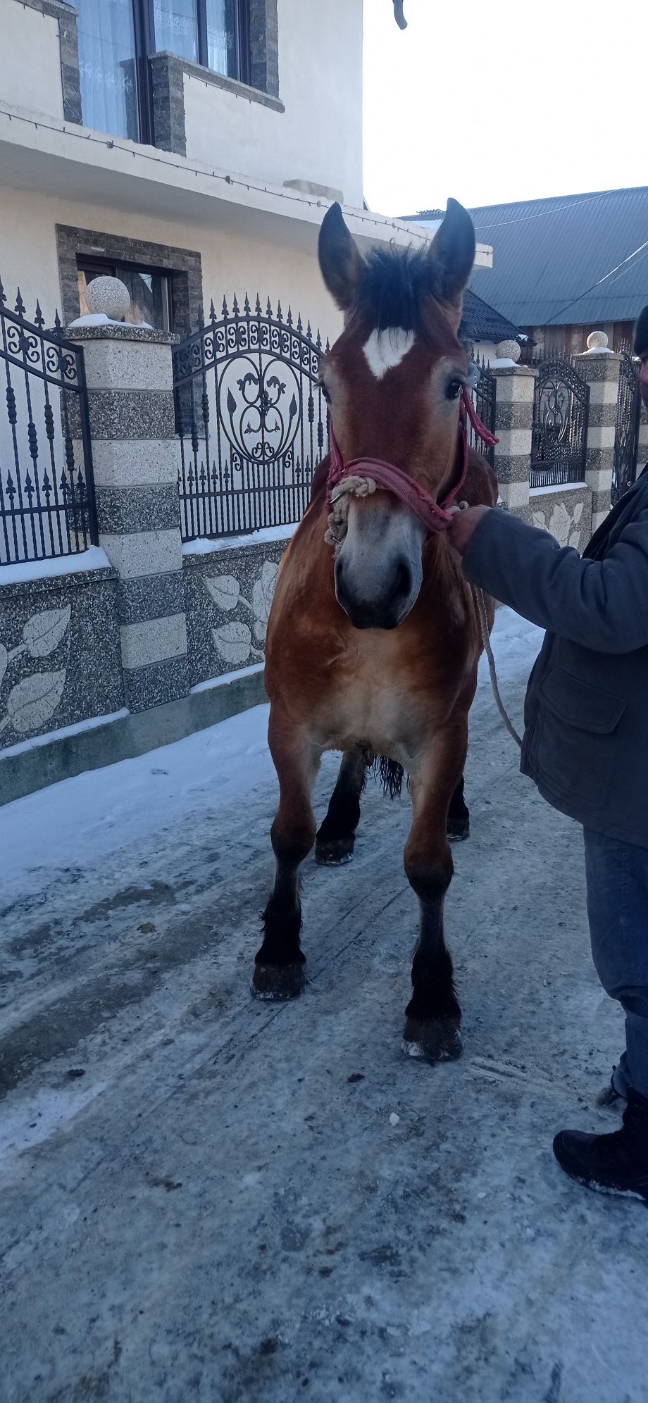 Vând mânza de 1 an și 5 luni