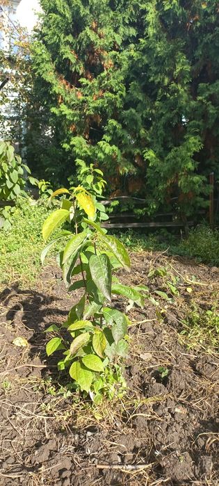 Продам саженцы хурмы, фундука, ежемалины, смородины, малины