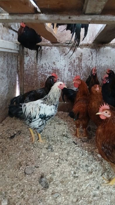 Cocoși italian ameraucana brahma tineret