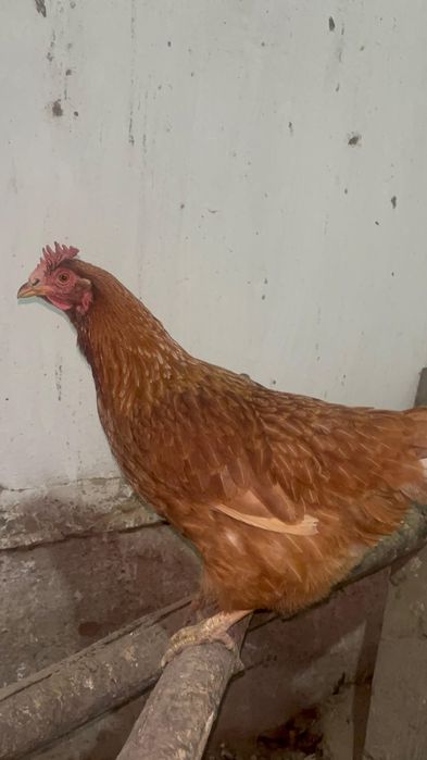 Таза тұқымды тауықтар-қолжетімді бағамен