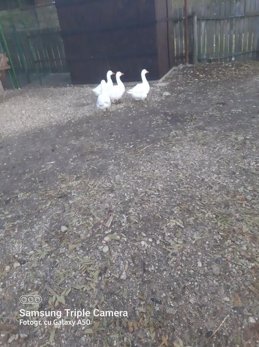 Vand gâște       .