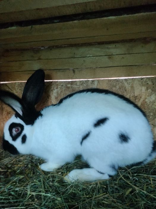 Iepuri fluturi germani cu acte de ungharia