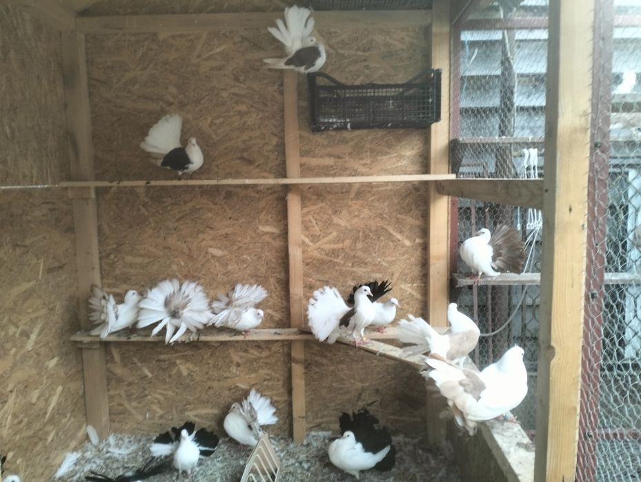 Porumbei de vânzare