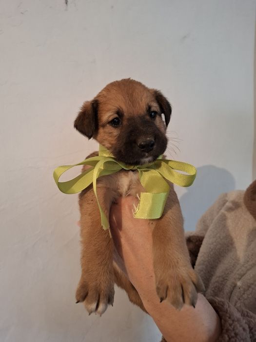 Щеночек звоночек в поиске дома