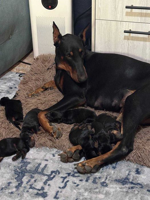 Доберман Щенок девочка от 06 Сентября 2025г рождения