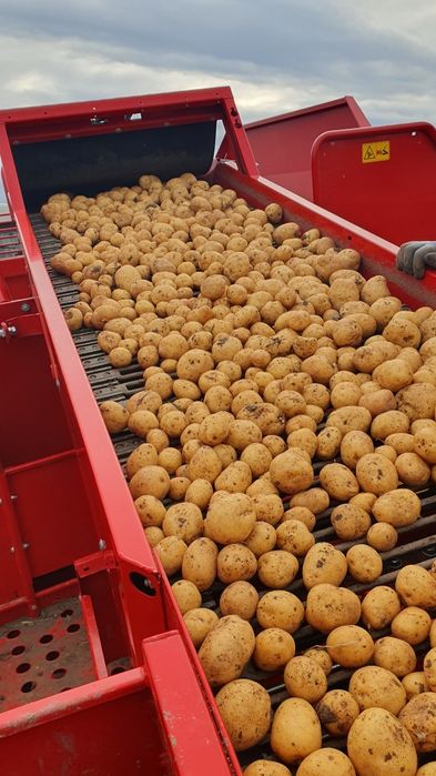 Cartofi de samanta Riviera, import Elita 2025