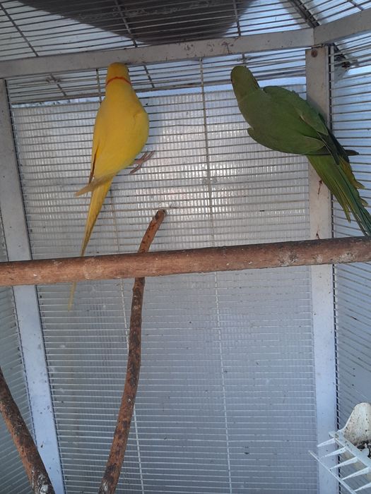 Vand pereche Micul Alexandru