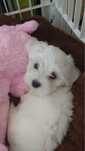 Bichon maltez mini toy