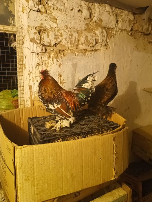 Тауық карликовый