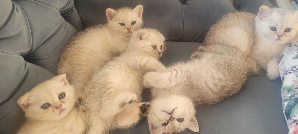 Pisici de rasă british shorthaire și scotish fold