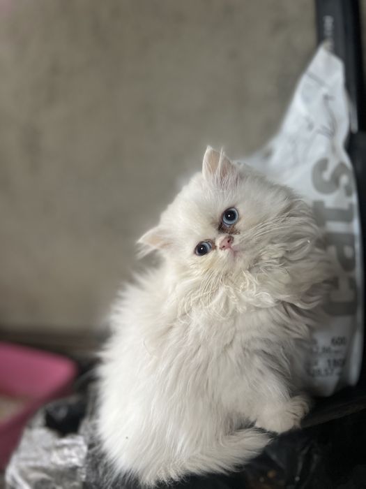 Puiuți de pisica persana de Himalaya