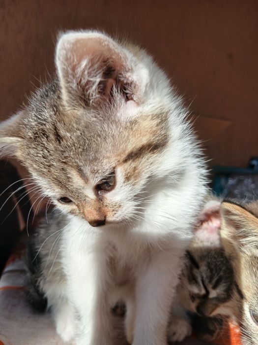 Donez pisicuțe pentru o familie iubitoare de animale.