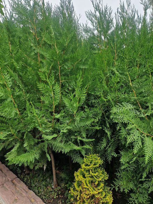 Туя восточная  Высота 140 - 180 см