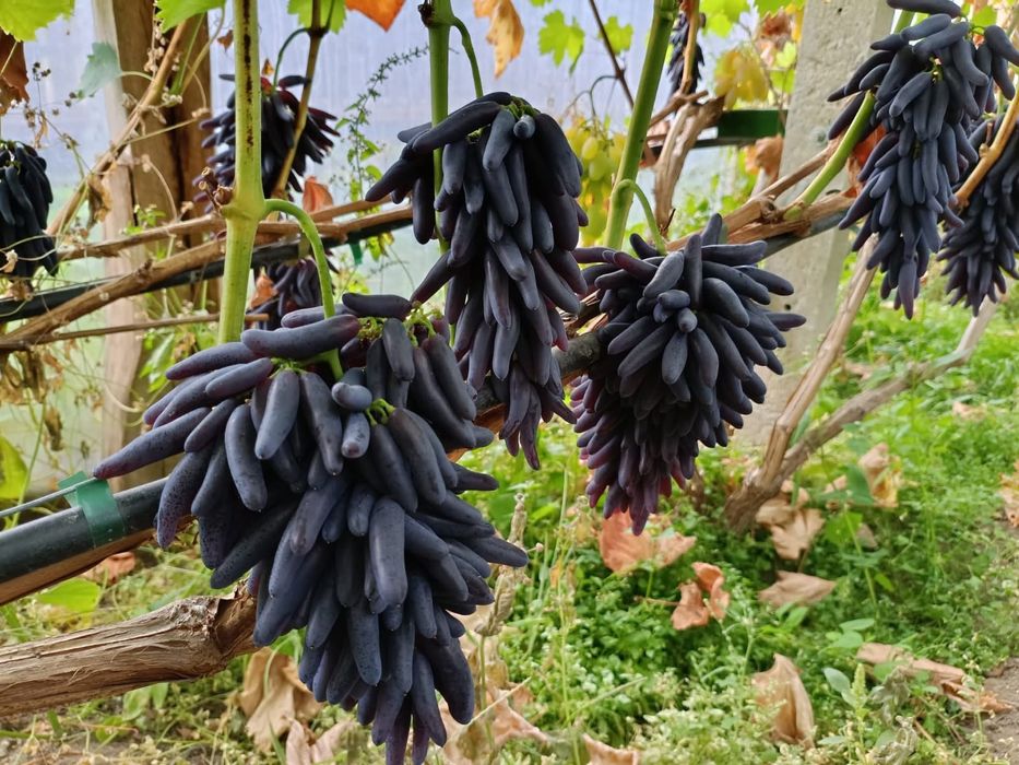 Vita de vie soiuri de colectie