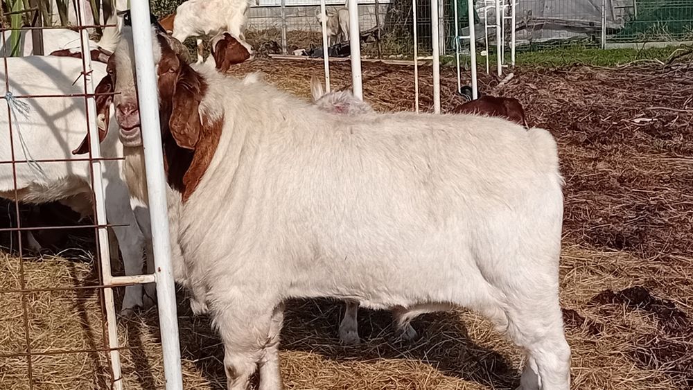 Vând TAPI BOER Boier Buren