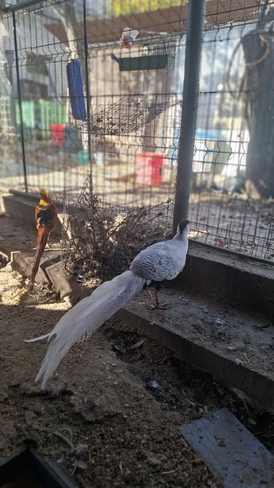 Fazani argintii 1+3-4