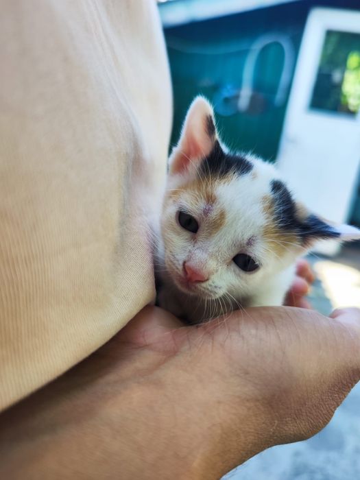 Ofer spre adopție pui pisica