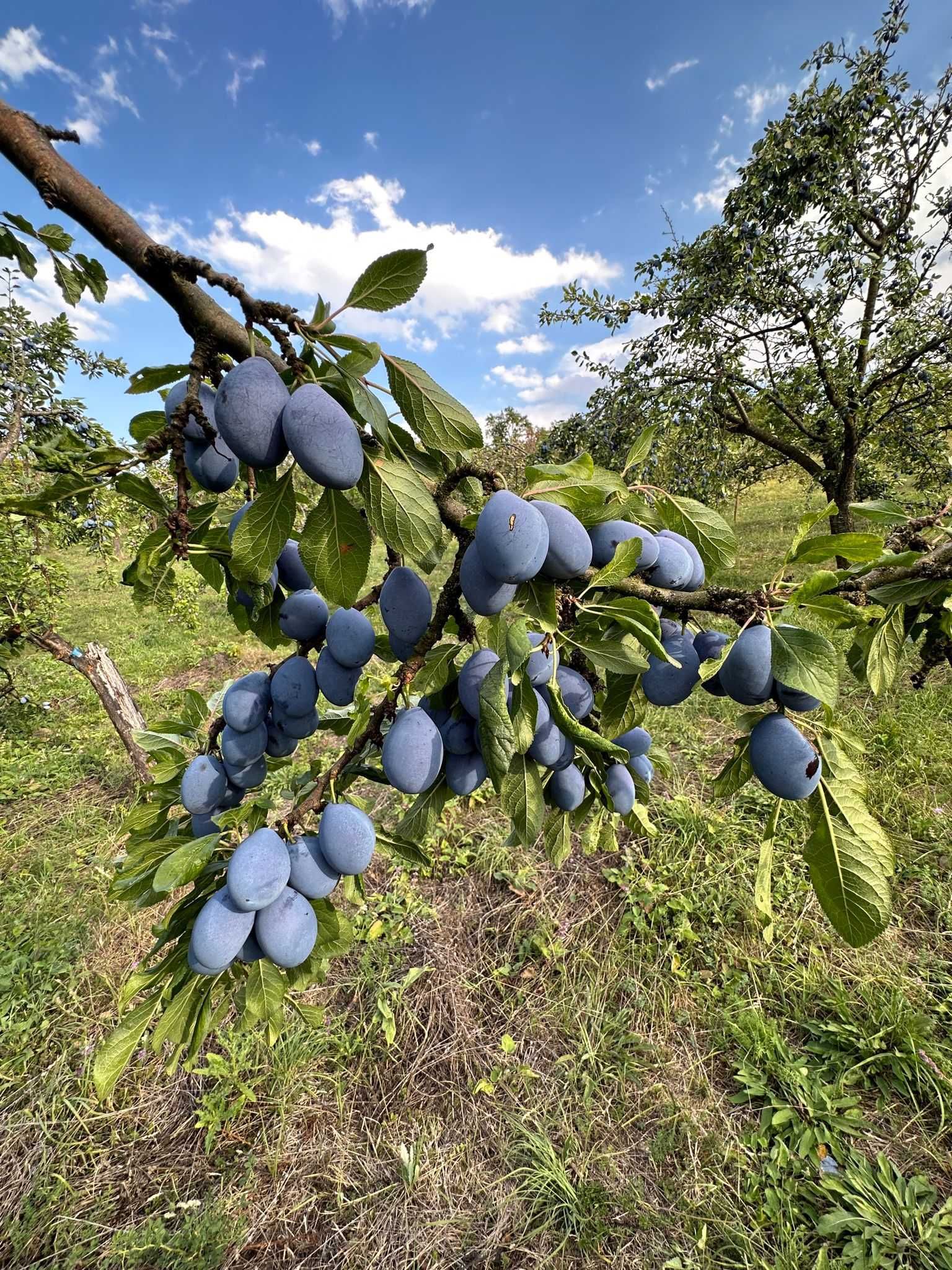 Vând prune stanley 4 lei/kg
