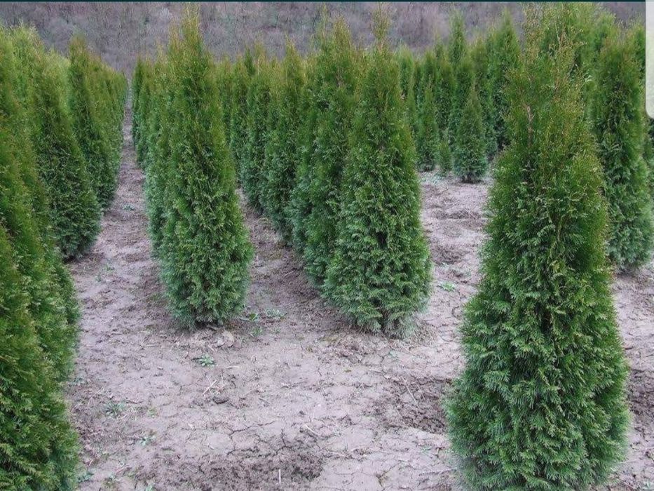 Tuia (smarald/ Leylandi/ columnaris/ brabant) 1m-3m