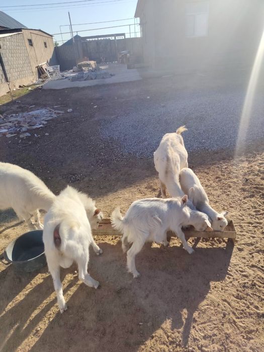 Заанен ешкілер сатылады