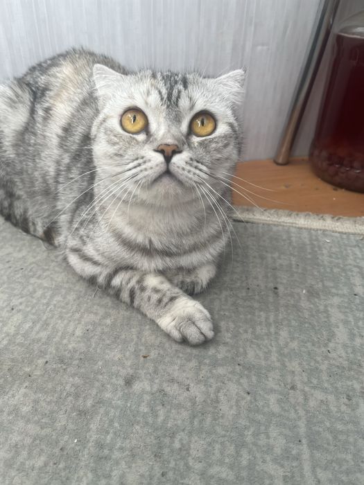 Кошка породистая  шатладская веслоухая