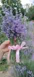 Buchete de flori de lavanda