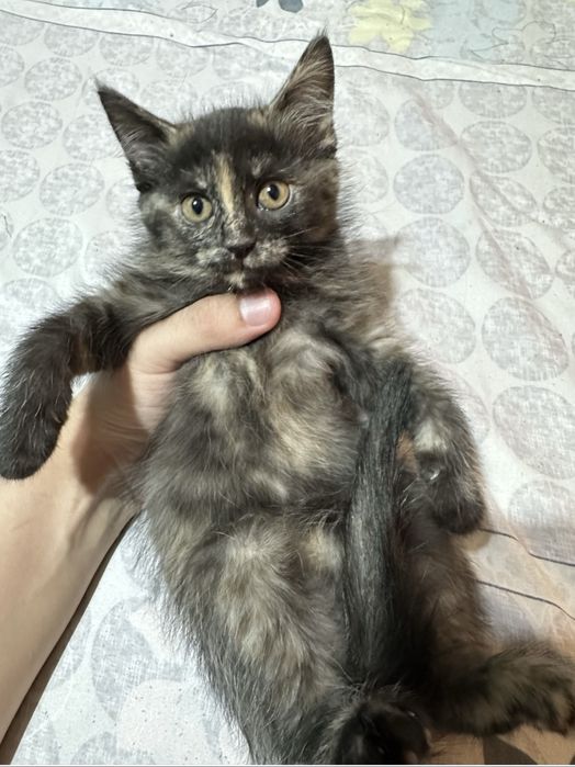 Два котенка от сибирской кошки ищут дом