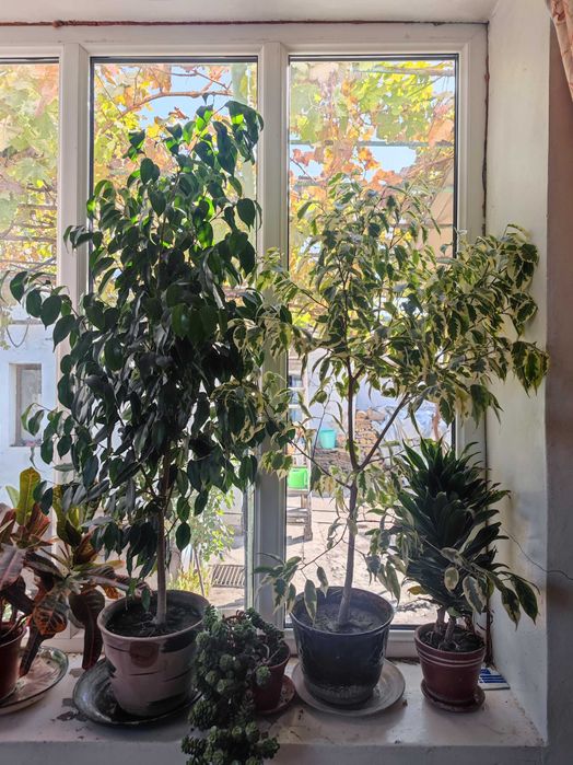 Фикусы Бенжамина