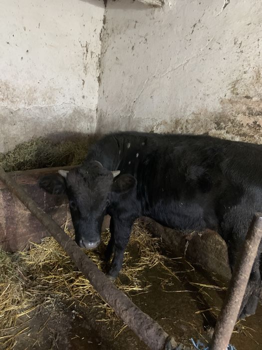 Vînd vițel bălțat