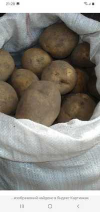 Продам картофель домашний вырощеный в новошульбинском районе