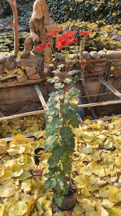 Хризантемы поздний