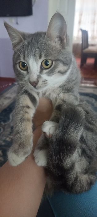 Одам бесплатно хорошые руки