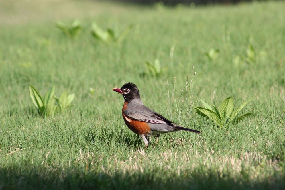 Canon 75-300mm f/4-5.6 II EF обектив Канон