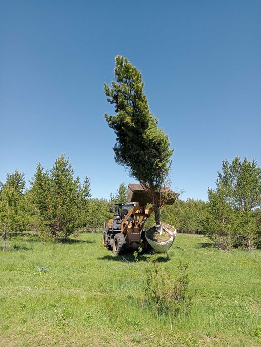 Саженцы, сосна, ель, клен, вяз(карагач) , яблоня , берёза, акация