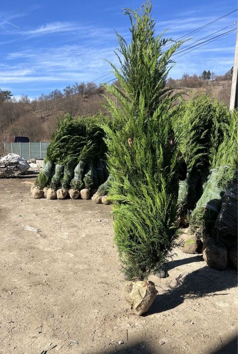 Gazon  rulou si leyalndii chiparos la cel mai bun pret