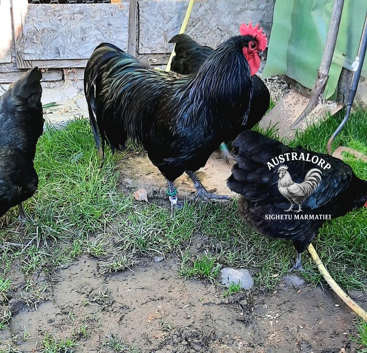 Pt incubat Ouă Australorp Negru