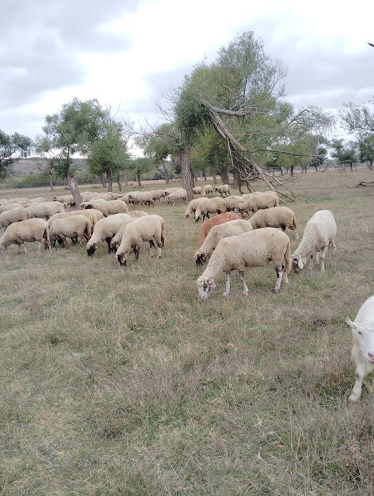 Vând 170 de oi și 50 de capre.