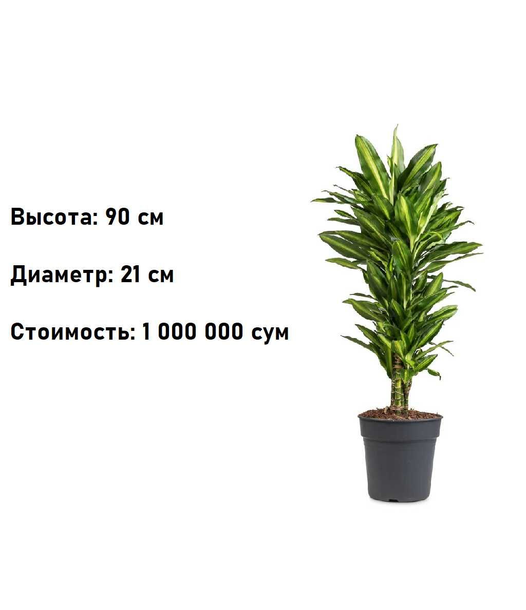 Комнатное растение - (Dracaena) - Голландская Драцена