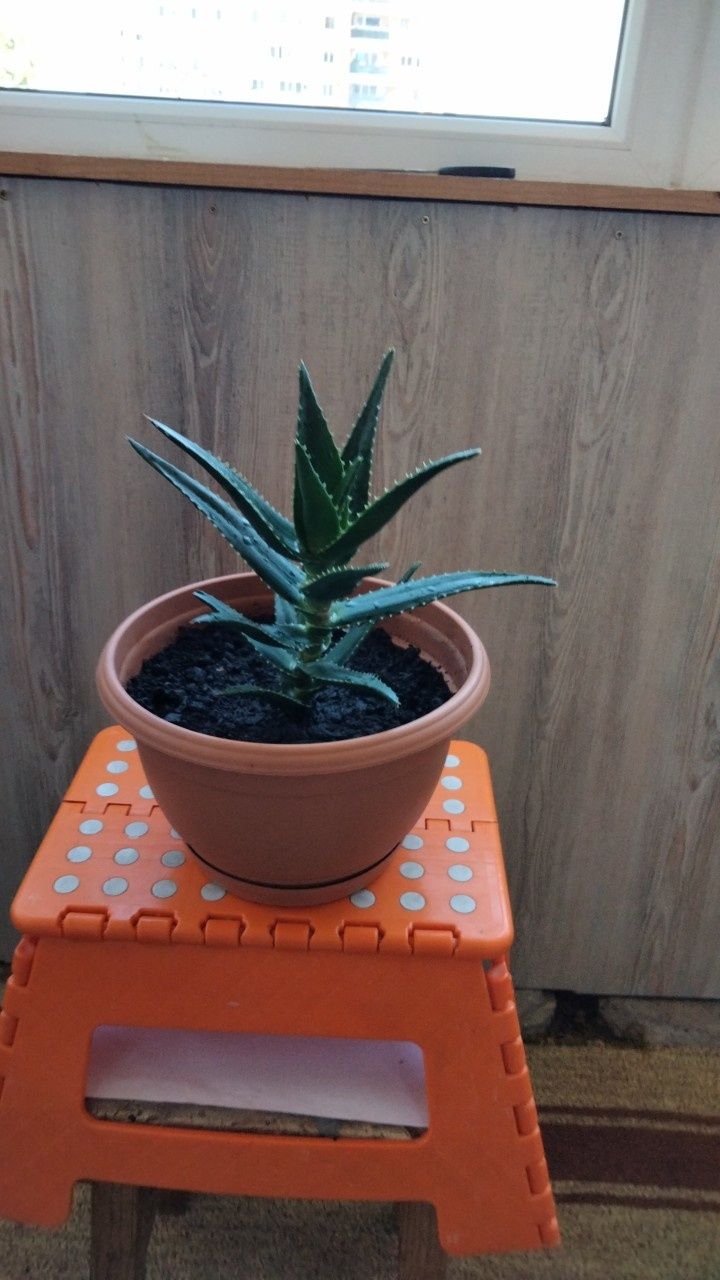 Vând aloe Vera la ghivceci