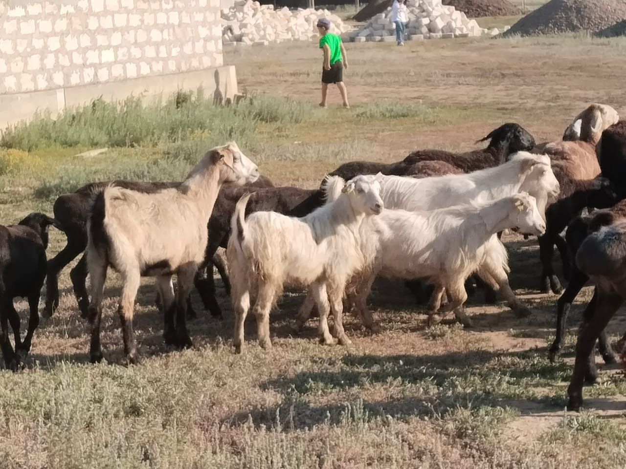 Қой, тоқты, сек, қошқар, ешкі сатылады
