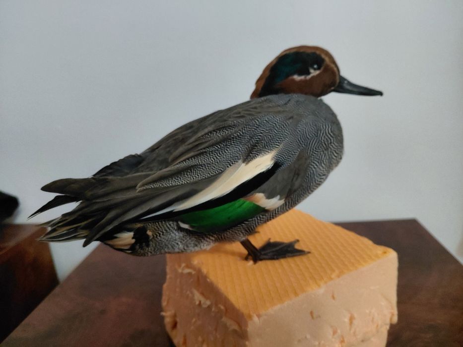 Mascul rata mica impaiat, taxidermie