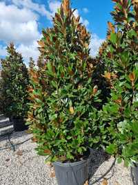 Tuia smarald PonPon Photinia Globulara Spirala