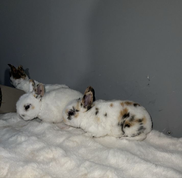 Iepuri rex pitic tricolor